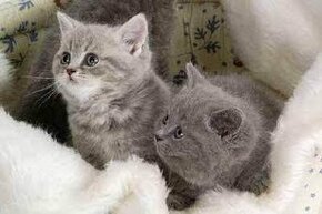Britská modrá a whiskas kočičky i kocourkové