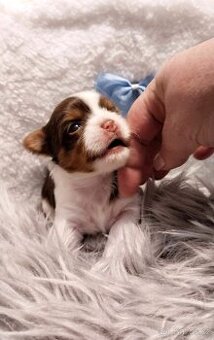 Yorkshire Terrier Biewer,Biro a Black and tan