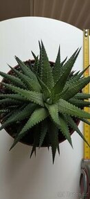 HAWORTHIA