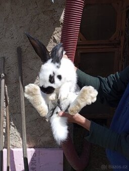 Králíci velikých plemen k chovu,na výkrm
