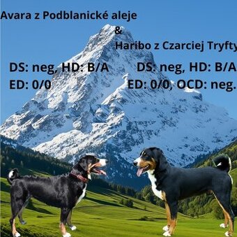 Štěně Appenzellský salašnický pes