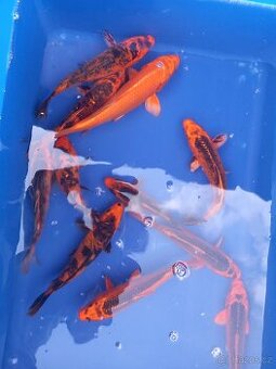 KOI KAPR.