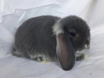 Zakrslí beránci,teddy a bílopesíkatí králíčci s rodokmenem