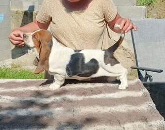 Basset hound - fenka s PP - 1