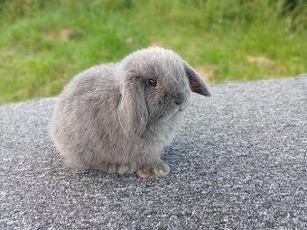 MiniLop - Miminka k aktuálnímu odběru
