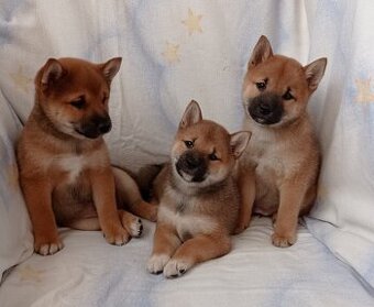 Shiba inu