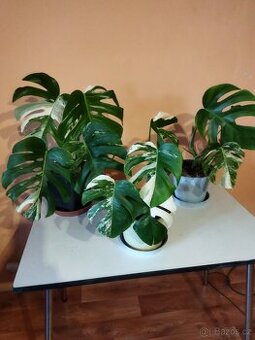 Monstera deliciosa variegata - 1