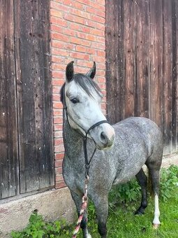 Welsh pony kobylka