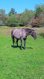 QH klisna grullo-rezervace