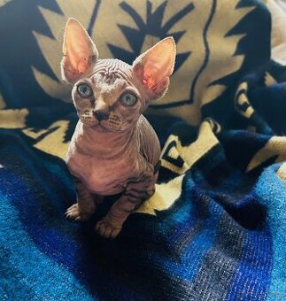 Kocourek sphynx
