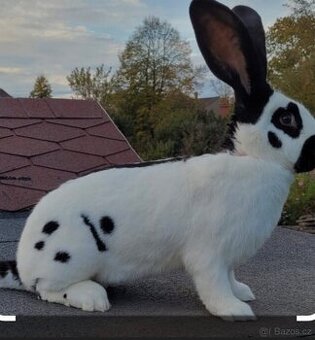 Německý obrovitý strakac.