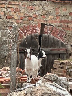 holandská zakrslá koza