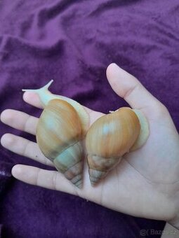 Africký šnek Lissachatina fulica full albino