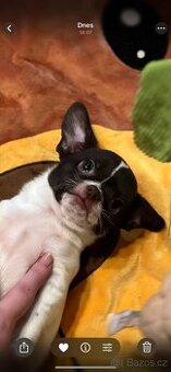 Čokoládovobílý pejsek čivava s PP FCI , ihned k odběru