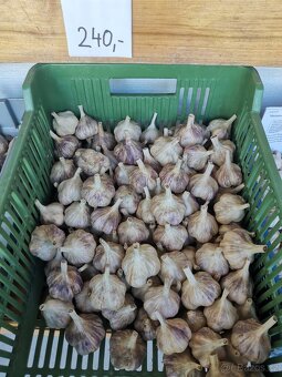 Česnek a Cibule z naší zahrady