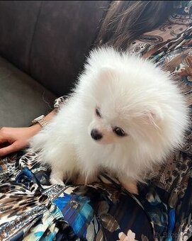 Pomeranian