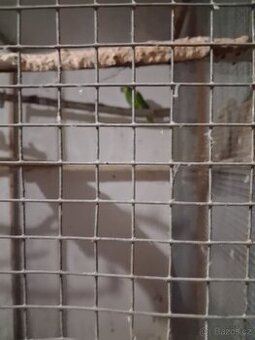 Amazoňan modročely