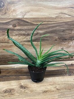 Aloe vera – velká rostlina + odnože