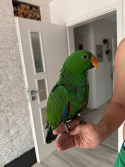 Eclectus