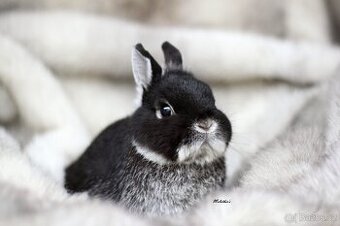 Bílopesíkatí mazlíci