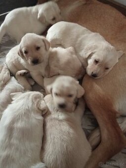 Čistokrevná štěňátka Labradora - 1