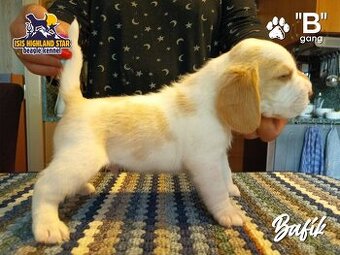 Beagle pejsek s PP - 1