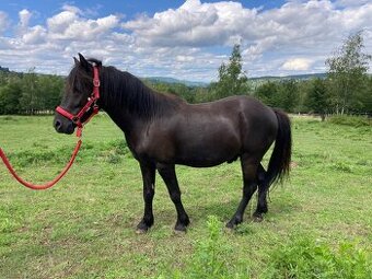 Pony valach