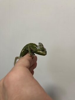 chameleon jemenský