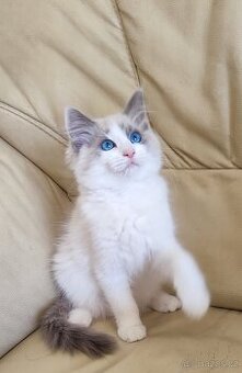 Ragdoll Blue bicolor - 1