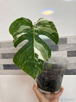 Monstera deliciosa albo variegata "Panašovaná Monstera"