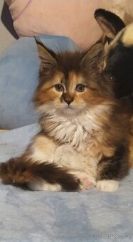 Mainská mývalí kočka