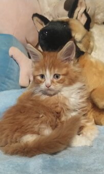 Mainská mývalí kočka