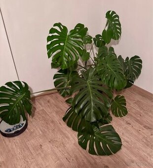 Monstera