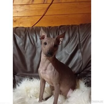 Americký bezsrstý teriér s PP.