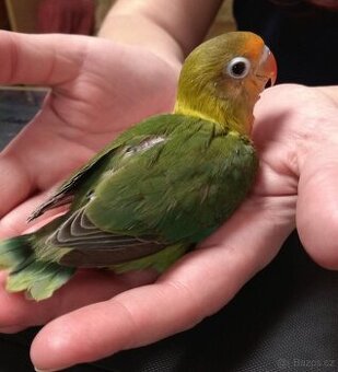 Agapornis ručně dokrmený