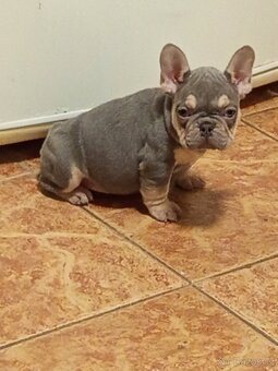 Francouzský buldoček