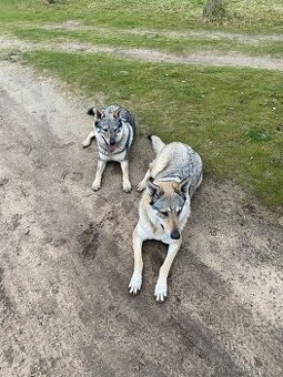 Československý vlčák štěňata