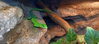 Gastropholis prasina