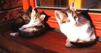 Daruji čtyři koťátka