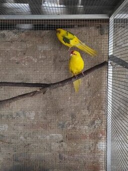 Kakariki Rudočely pár