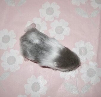 Křeček campbell s PP (modrý) - Brno, Breclav