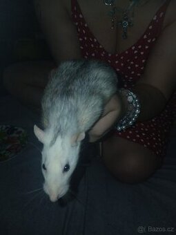 Potkanice k odběru v Praze