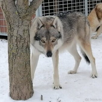 Československý vlčák s PP