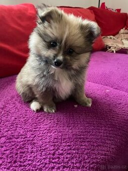 Štěňatko Německý Špic