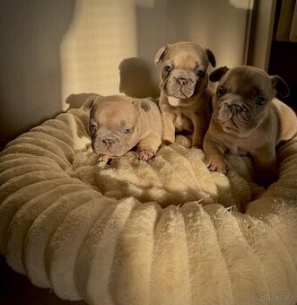 Francouzský buldoček