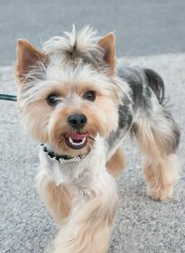 Jorkšírsky teriér, krytí Ne na prodej