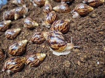 Africký šnek - oblovka rezavá (Lissachatina immaculata)