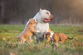 American Bully XL