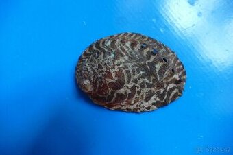Haliotis tuberculata - 1