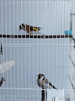 Carduelis Major - 1